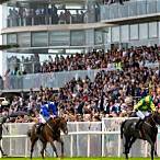 galway races bet